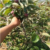 苹果树苗种植几年可结果