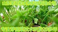 市中种植芽苗菜