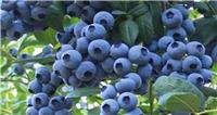 蓝莓膳食纤维 蓝莓纤维粉 1公斤起订包邮 长期供应