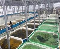 地面养殖帆布池 工业化养虾帆布水池