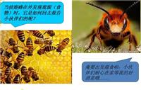 蜜蜂养殖及技术培训