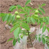 矮化苹果树苗价格及基地质量优良