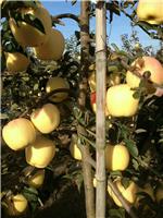 苹果树苗要成片才能够提高产量