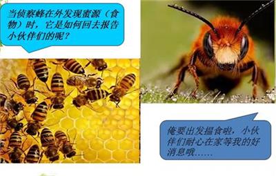 *蜜蜂养殖技术与蜂群供应