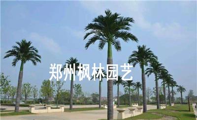 郑州厂家专业制作仿真大王椰水上乐园商场造景树热带椰子树大王椰