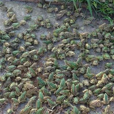 禾牧黑斑蛙生态养殖技术，一份地多份收