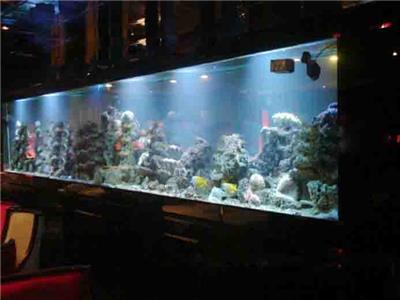 广州租鱼缸、黄埔区海水鱼缸，黄埔区珊瑚鱼缸