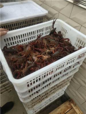 温州龙虾养殖培训基地