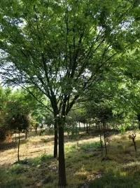 厂家供应安徽20公分榉树批发价格精品榉树较新报价