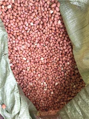 非洲塞内加尔 冈比亚 科特迪瓦花生 小白沙和油豆 