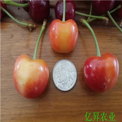 一年早大果樱桃苗品种介绍、两年红灯樱桃苗多少钱一棵