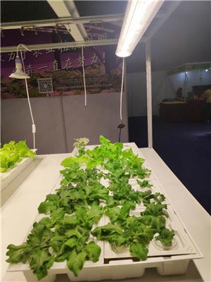 厂家直销凯森大棚温室植物补光灯植物生长灯育苗灯