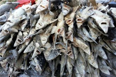 黑龙江鲟鳇鱼养殖基地，黑龙江鲟鳇鱼经销公司厂家