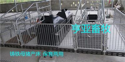 贵州养猪设备母猪定位栏猪用设备自动化料线厂家