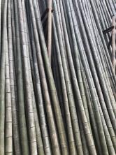 优质竹排 大量批发