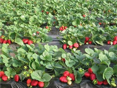 草莓苗繁殖技术方案