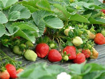 草莓育苗期注意事项