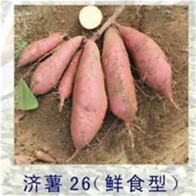 红薯苗 济薯26红薯苗基地