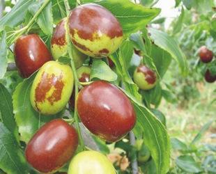 枣树苗三种植方法