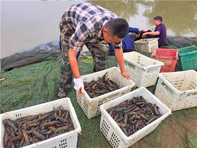 全年供应大量澳洲淡水龙虾、虾苗、种虾