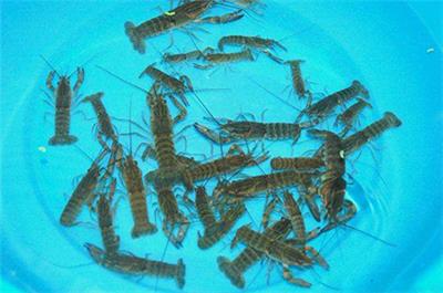 武漢養殖基地小龍蝦蝦苗產量高 成品蝦包回收