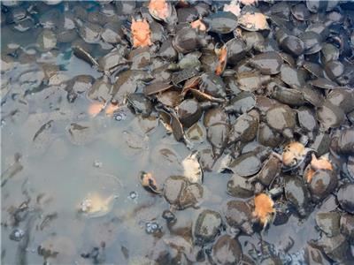 团鱼零售价 甲鱼养殖基地