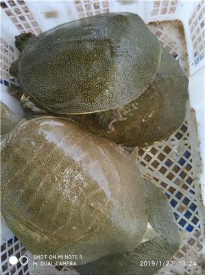 阿坝纯种鳖价格 团鱼 甲鱼养殖基地