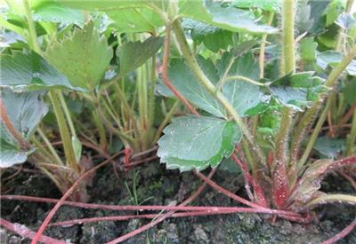 草莓苗怎么栽种盛硕农业30年培育种植草莓苗基地章姬草莓苗价格