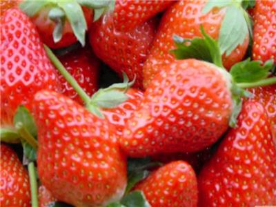 草莓苗到购买盛硕农业30年培育种植草莓苗基地法兰地草莓苗价格