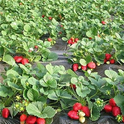 草莓苗怎么栽种盛硕农业30年培育种植草莓苗基地四季草莓苗价格