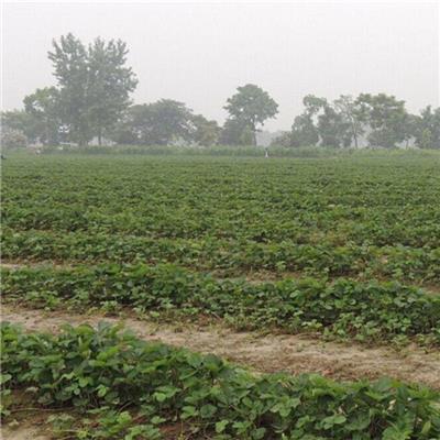 草莓苗到购买盛硕农业30年培育种植草莓苗基地甜查理草莓苗价格