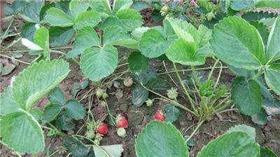 草莓苗价格一棵盛硕农业30年培育种植草莓苗基地梦特瑞草莓苗价格