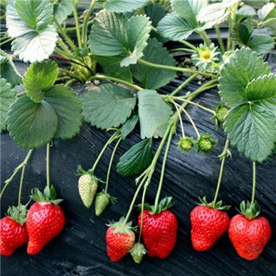 草莓苗到购买盛硕农业30年培育种植草莓苗基地妙香七号草莓苗价格