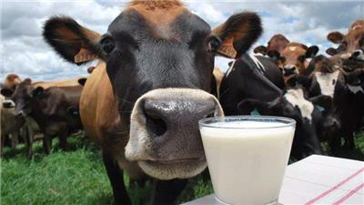 德国牛奶进口报关要交价格