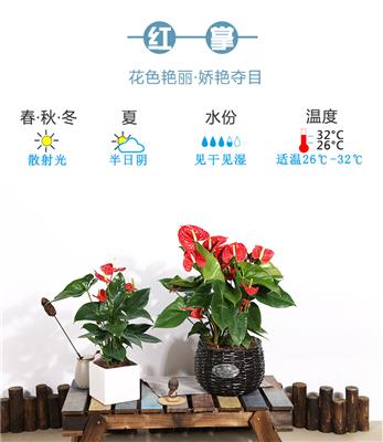 武汉花卉植物租摆室内花卉租摆，武汉办公室植物租赁植物出租
