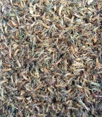 龙虾养殖 、龙虾虾苗出售 高质量虾苗 亩产300斤