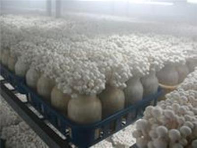 梅州蘑菇房喷雾降温加湿 zx-164型设备供应