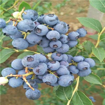 四年地栽品种蓝莓树 惠农农业 组培营养钵基质蓝莓苗分枝多