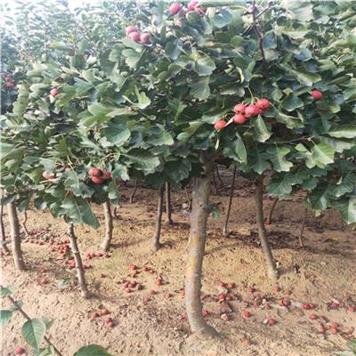 玛瑙红樱桃苗价格、二公分玛瑙红樱桃苗一亩地种植多少棵