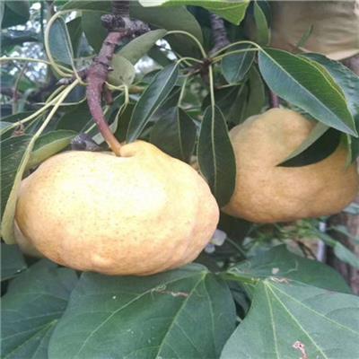 二公分早红蜜杏苗价格多少、早红蜜杏苗几年结果