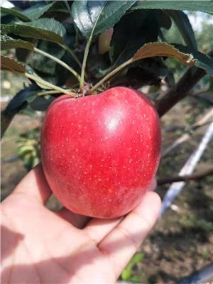 大连瑞雪苹果苗厂家电话 新2001苹果苗 优质苗木种植基地