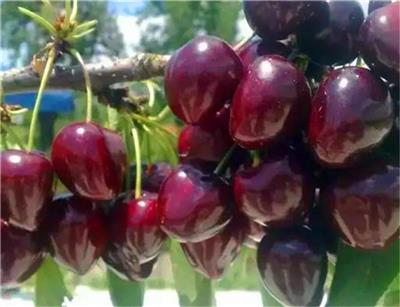 大紫樱桃苗多少钱一棵，矮化大紫樱桃苗今年价格
