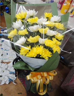 武汉室内花卉植物销售租摆养护，盆栽种类规格很多的绿植公司