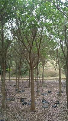 基地常年大量供应品种规格齐全造景绿化树红皮榕