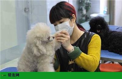 四川专业宠物人才招聘信息 客户至上 上海乾枫人力资源供应