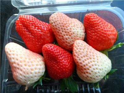 法兰地草莓苗 法兰地草莓苗种植技术