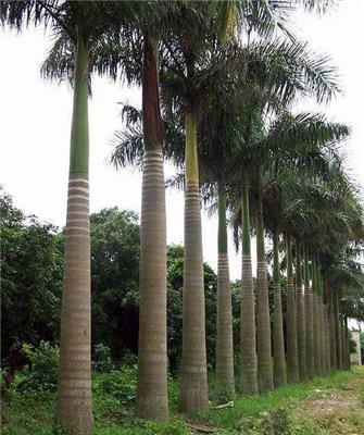 福建基地多规格大量供应热带风景绿化树大王椰子