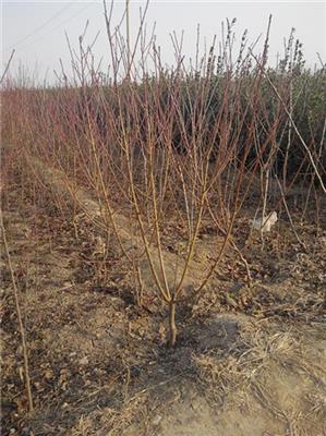 10公分开心形桃树产地量大优惠 种植基地