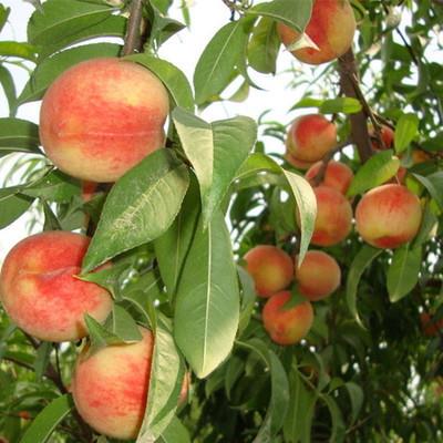 12公分开心形桃树基地产地货源 批发零售