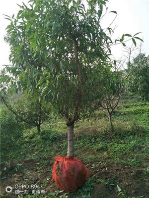 河南3公分占地桃树种植基地 厂家供应
